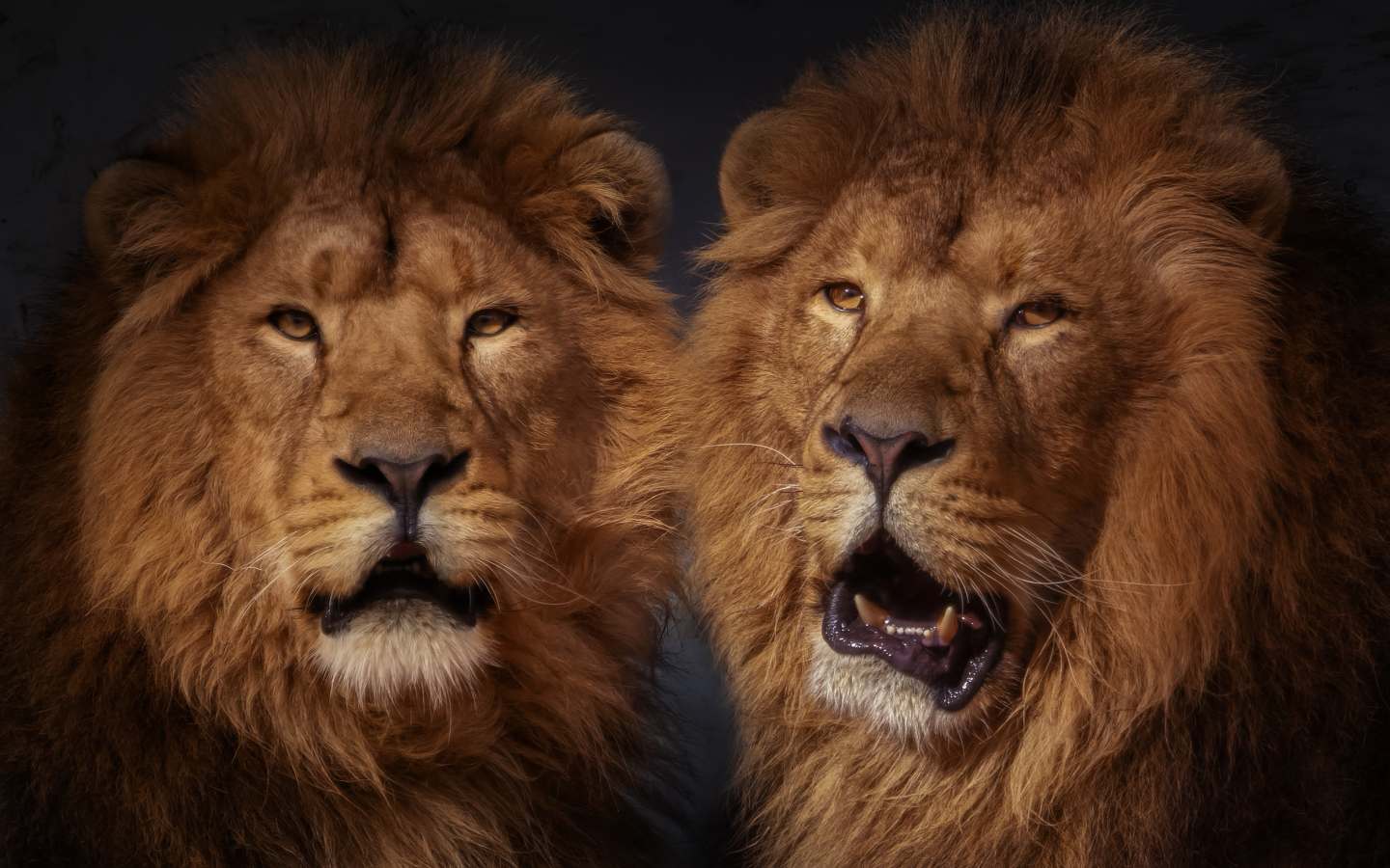 Два больших пушистых льва 