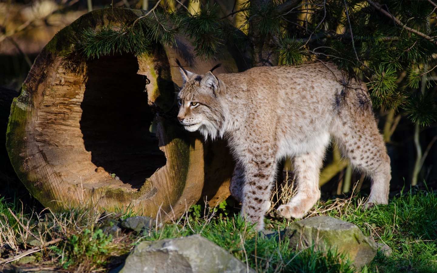 Дикая рысь в лесу у сухого дерева