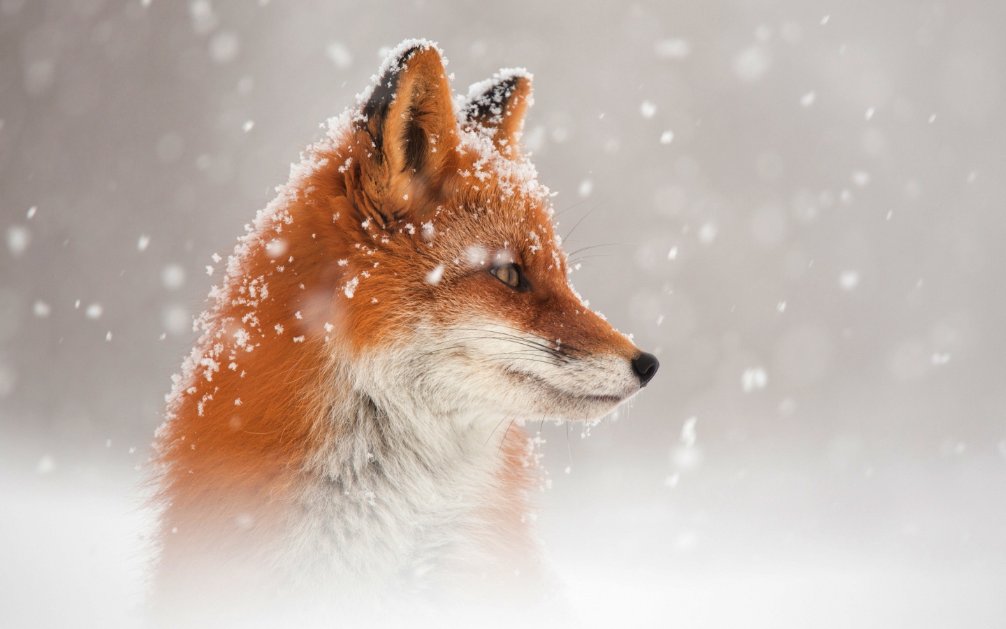 Рыжая лиса в снегу зимой 