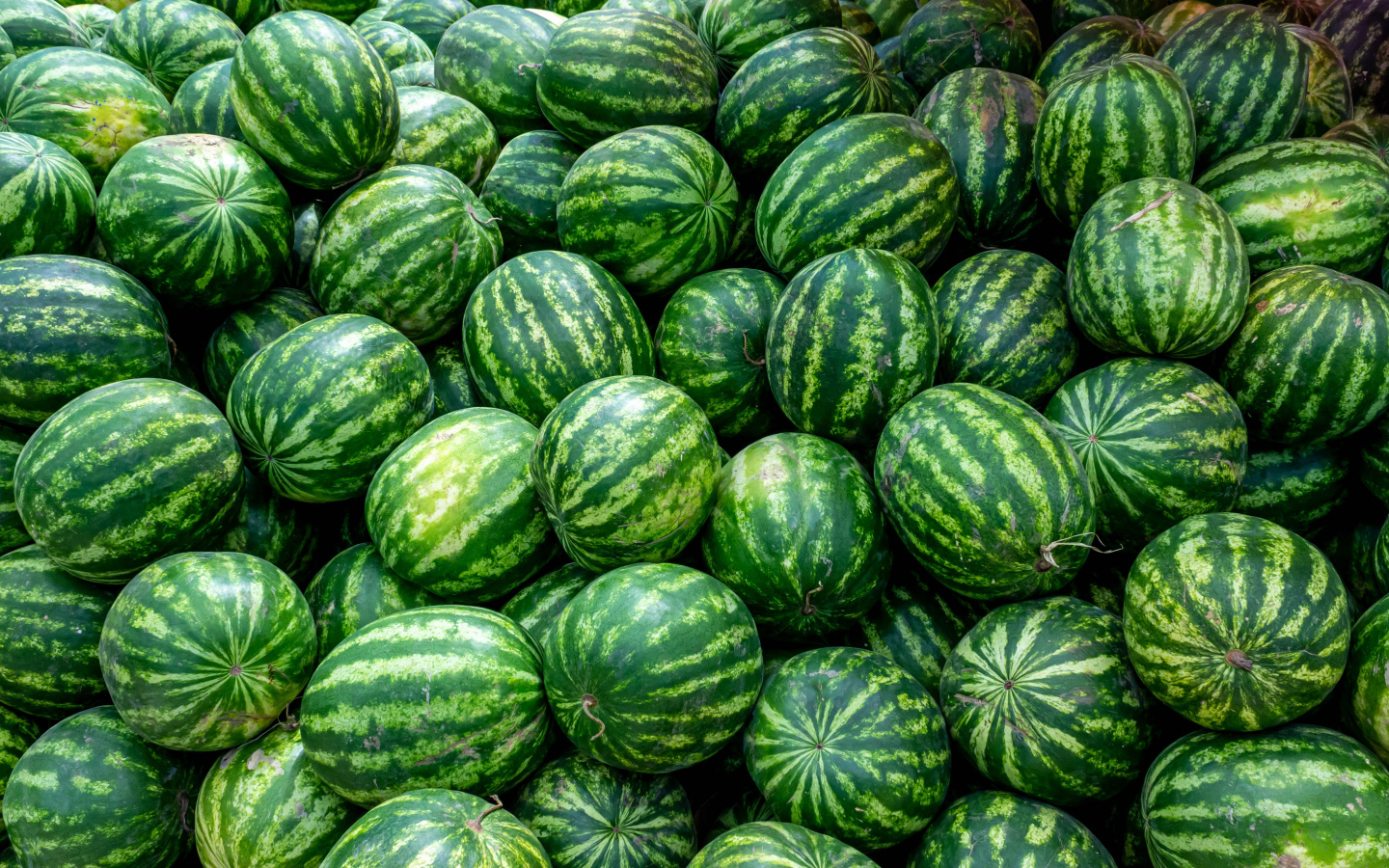 Много полосатых зеленых арбузов