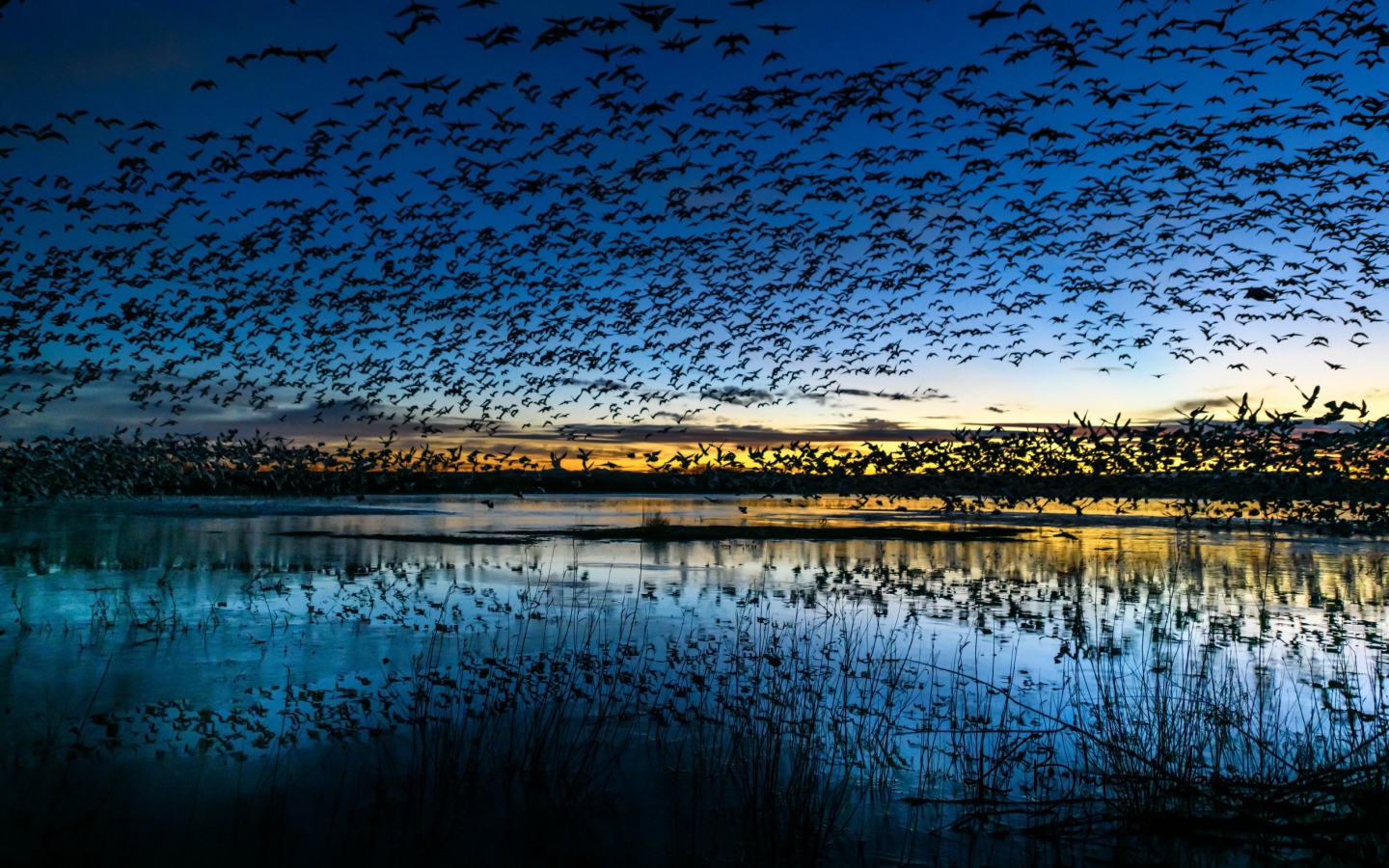 A flock of birds flies over the pond at dusk