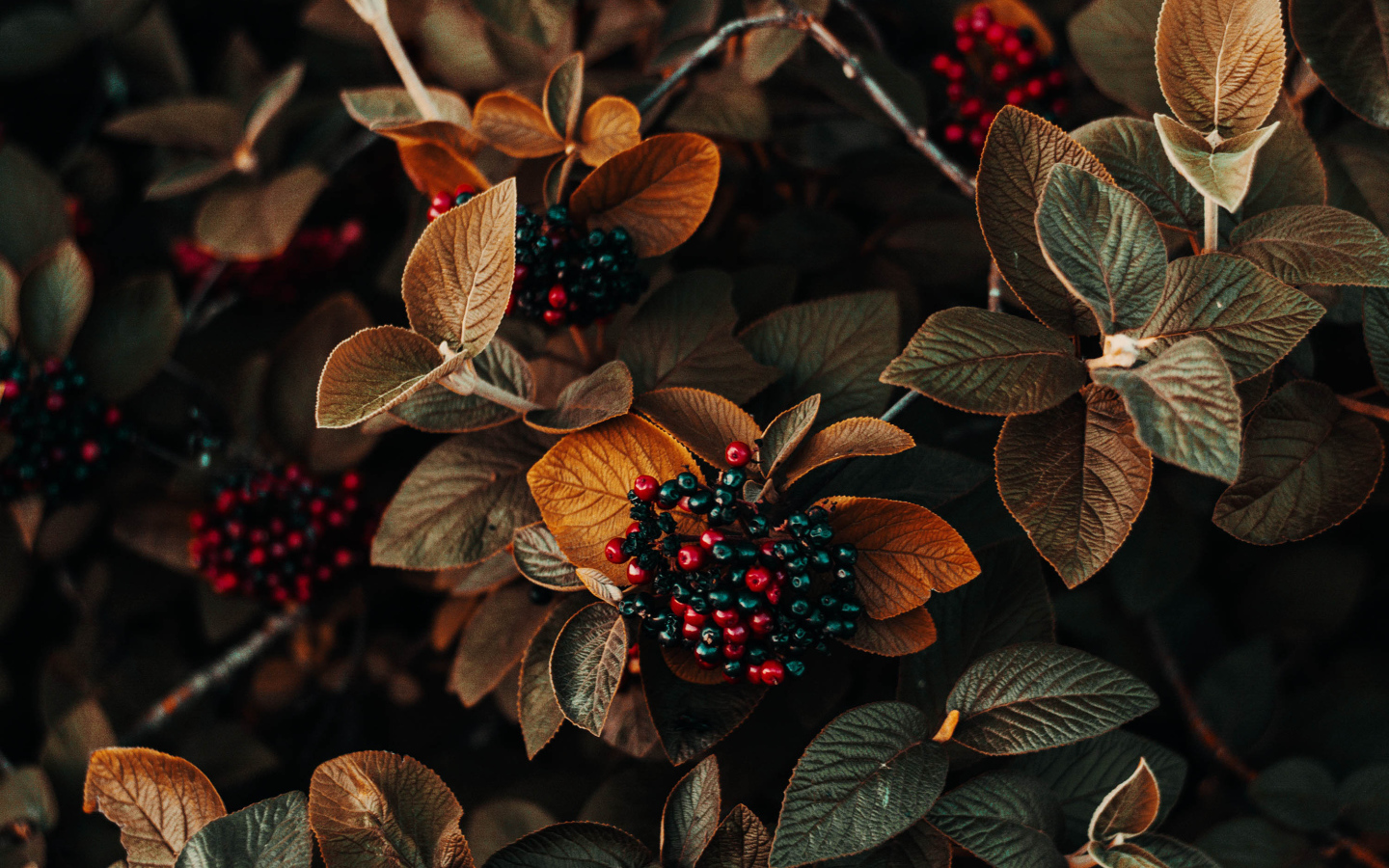 Черные ягоды в листьях крупным планом