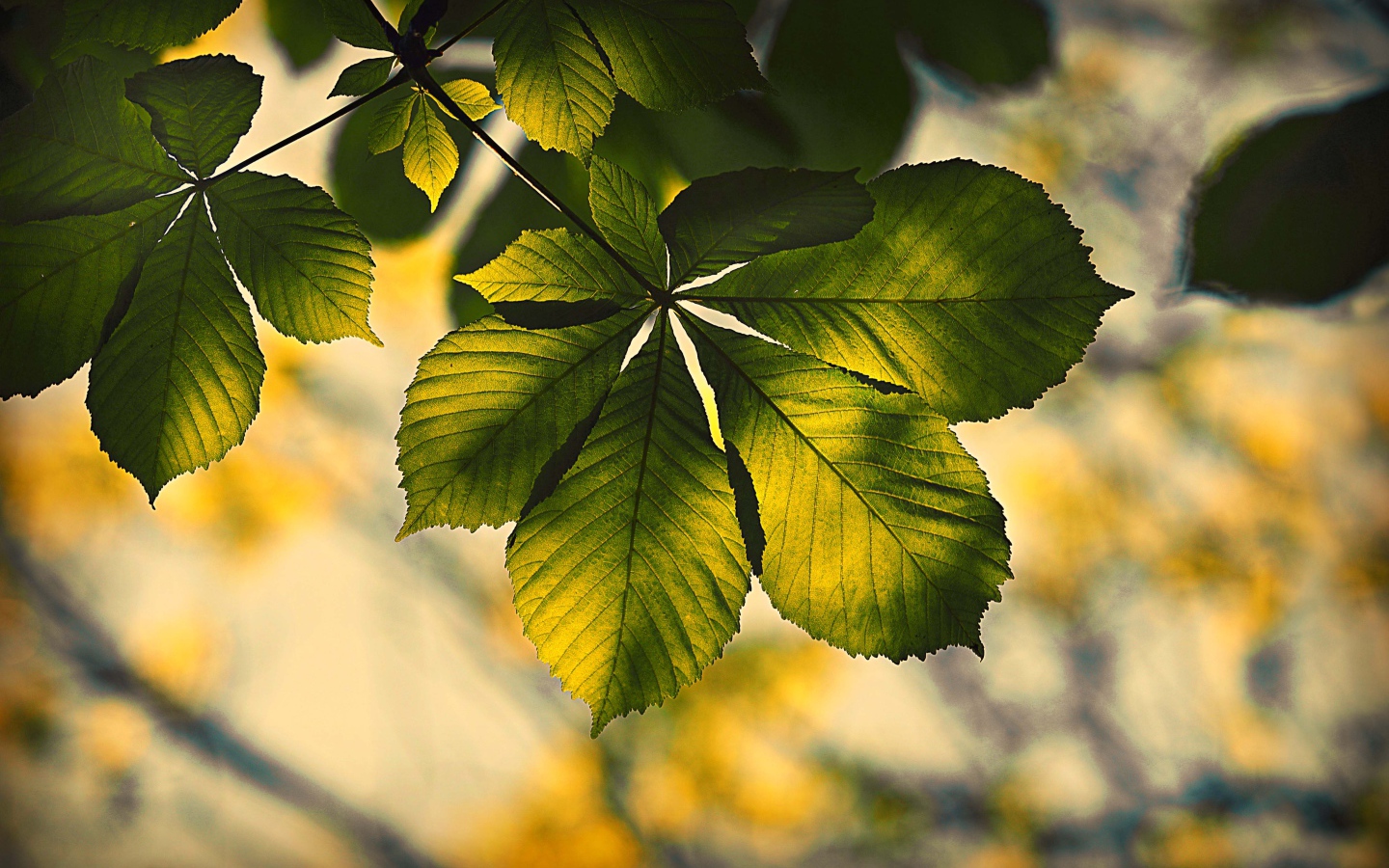 Зеленый лист каштана в лучах солнца