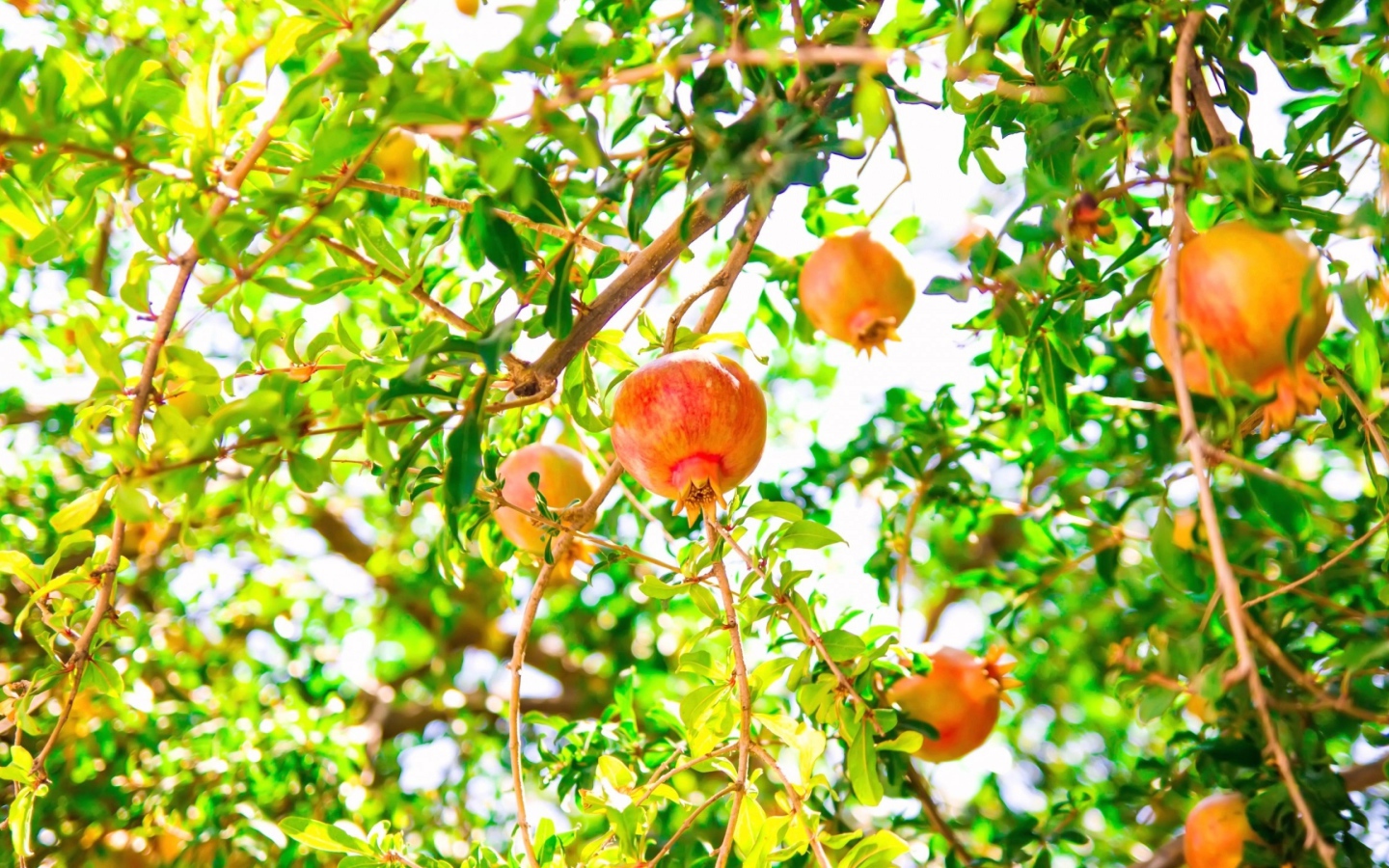 Красные гранаты на ветках дерева