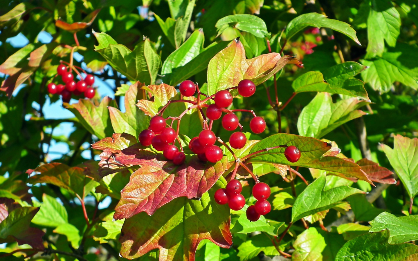 Красная калина в зеленых листьях крупным планом