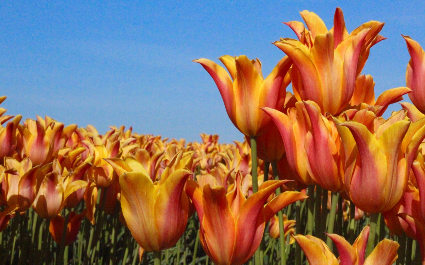 Много оранжевых тюльпанов на фоне голубого неба