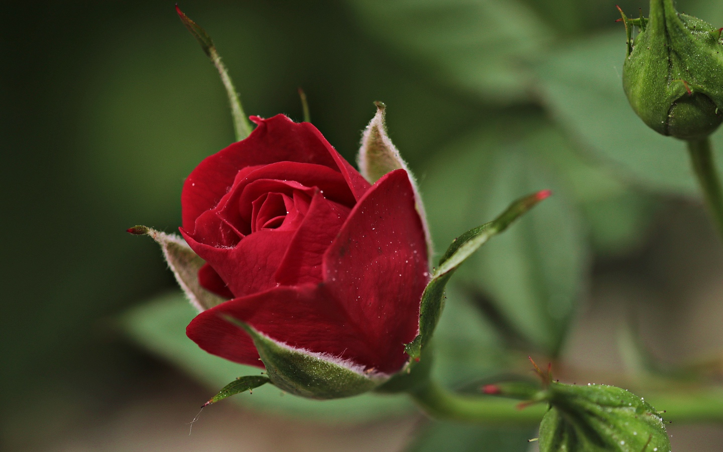 Красивая бордовая роза с бутонами крупным планом