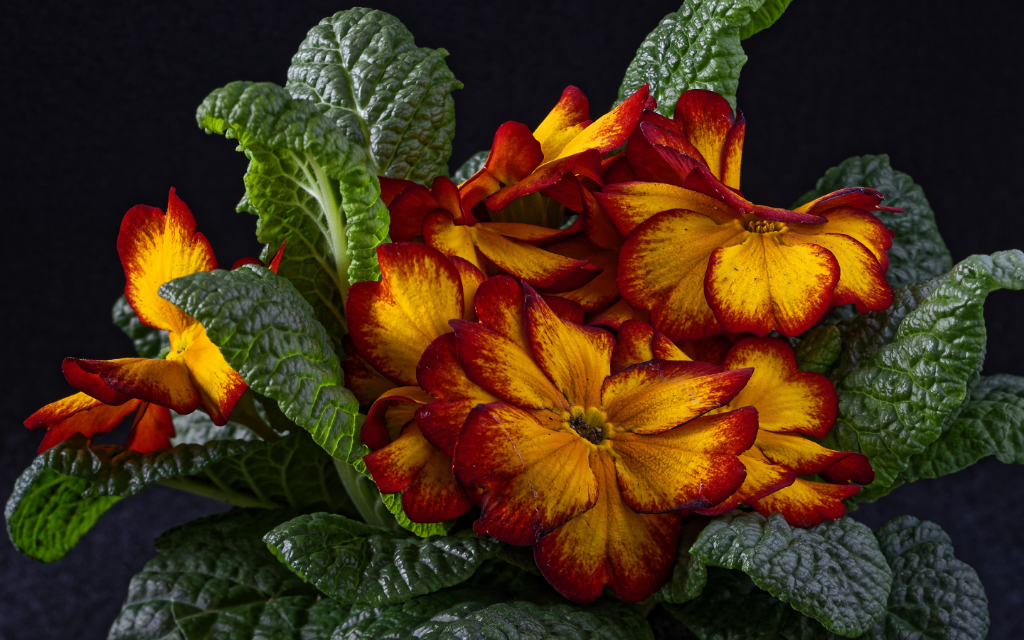 Красивый оранжевый комнатный цветок примула крупным планом