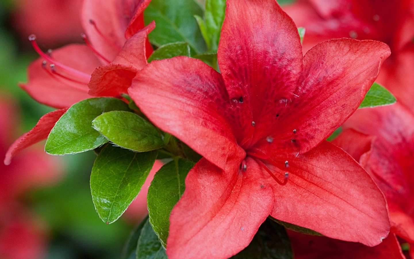 Beautiful red azalea flower closeup
