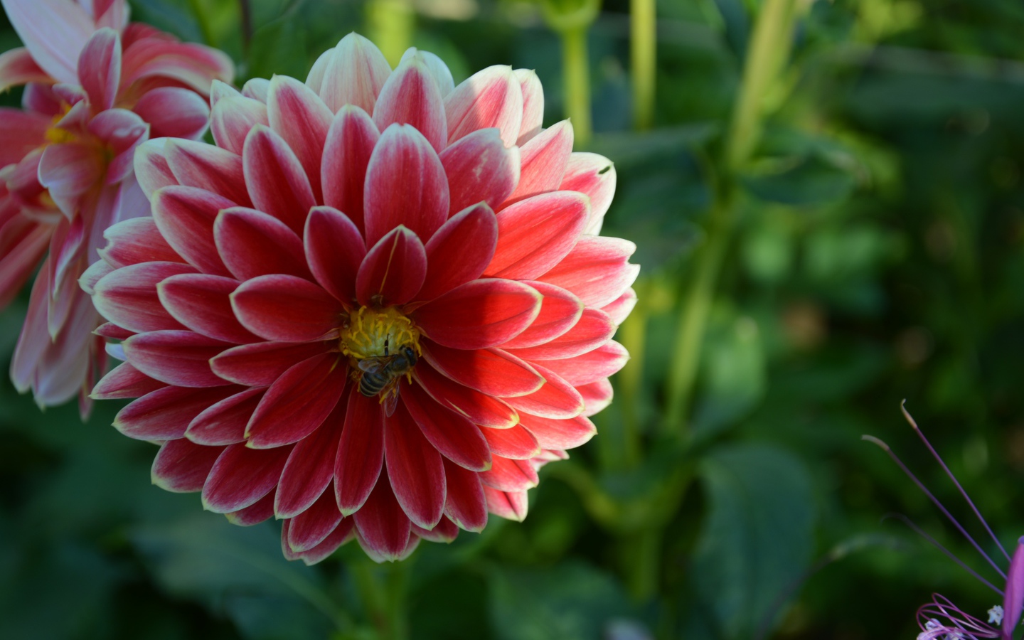 Красивая красная георгина с пчелой