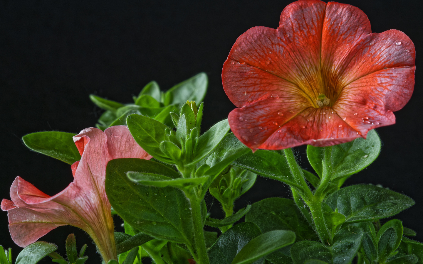 Красивая красная петуния с бутонами на черном фоне