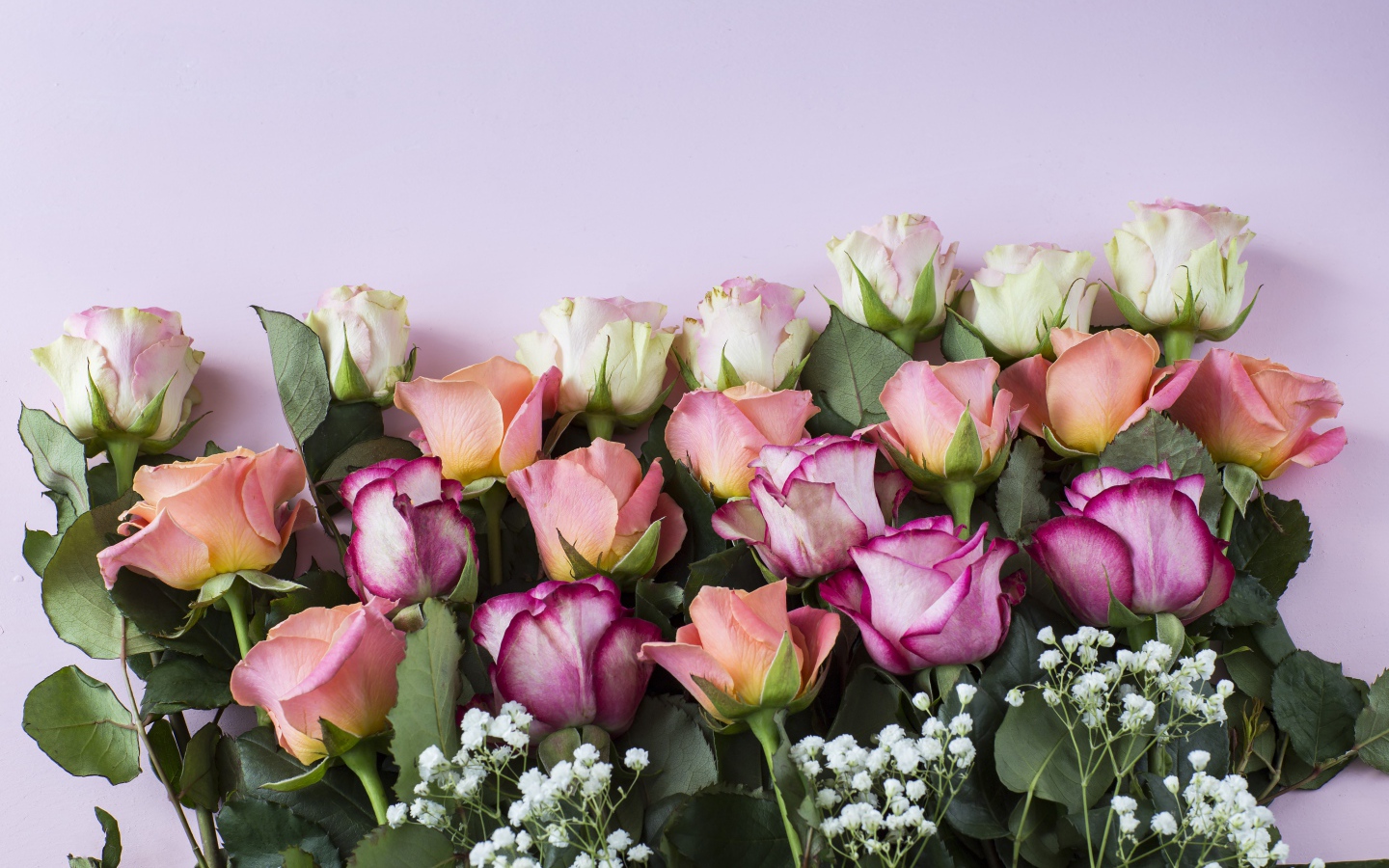 Красивый нежный букет разноцветных роз на сиреневом фоне