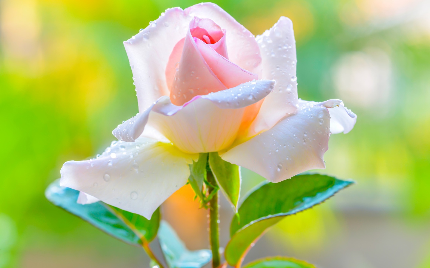 Красивая нежная розовая роза в каплями на лепестках 