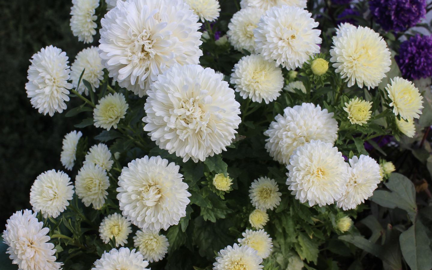 Красивые белые астры на клумбе 