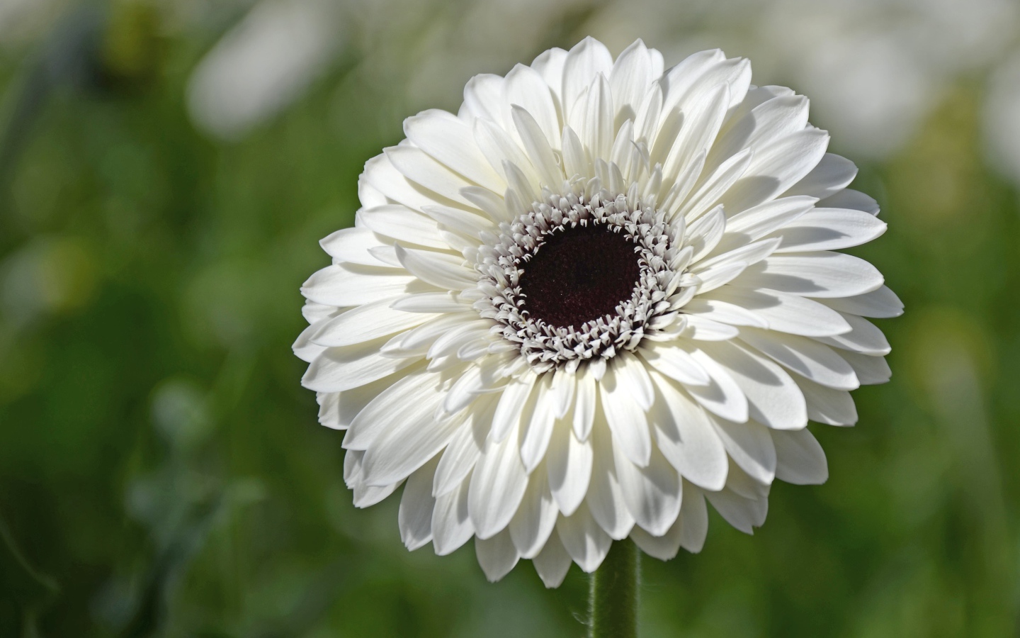 Красивый белый цветок герберы с черной серединой