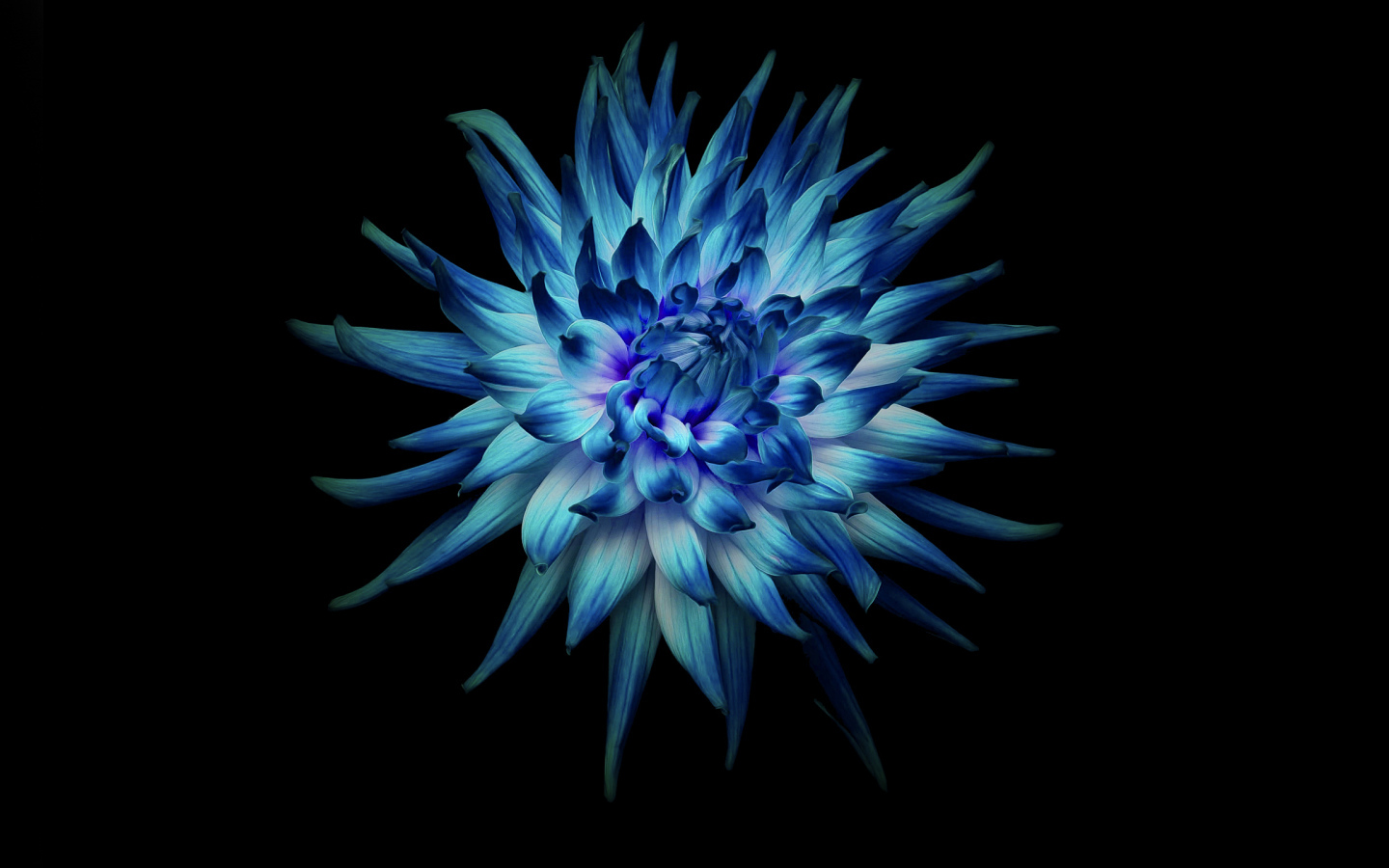 Голубой цветок георгины на черном фоне