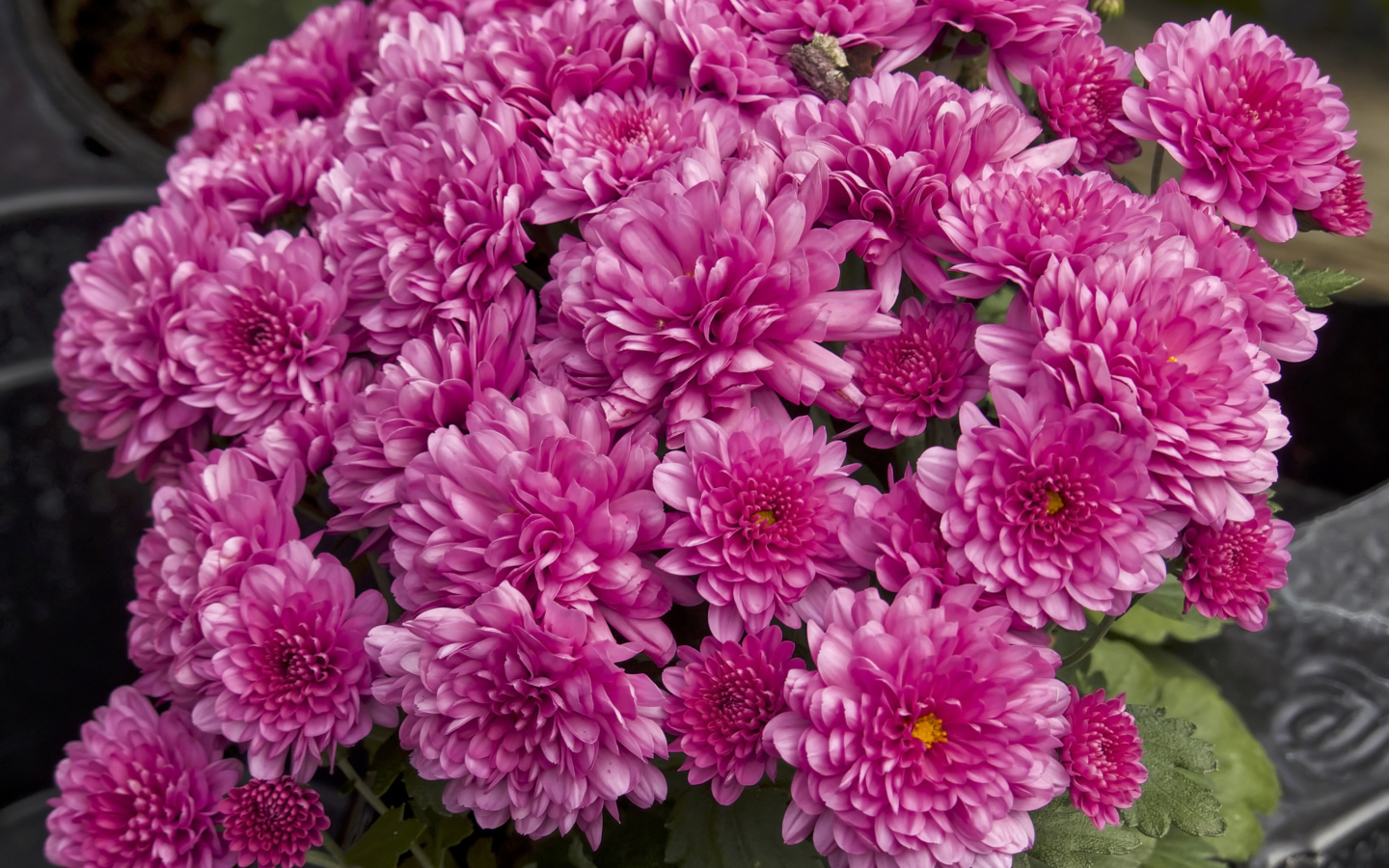 Букет красивых розовых хризантем крупным планом