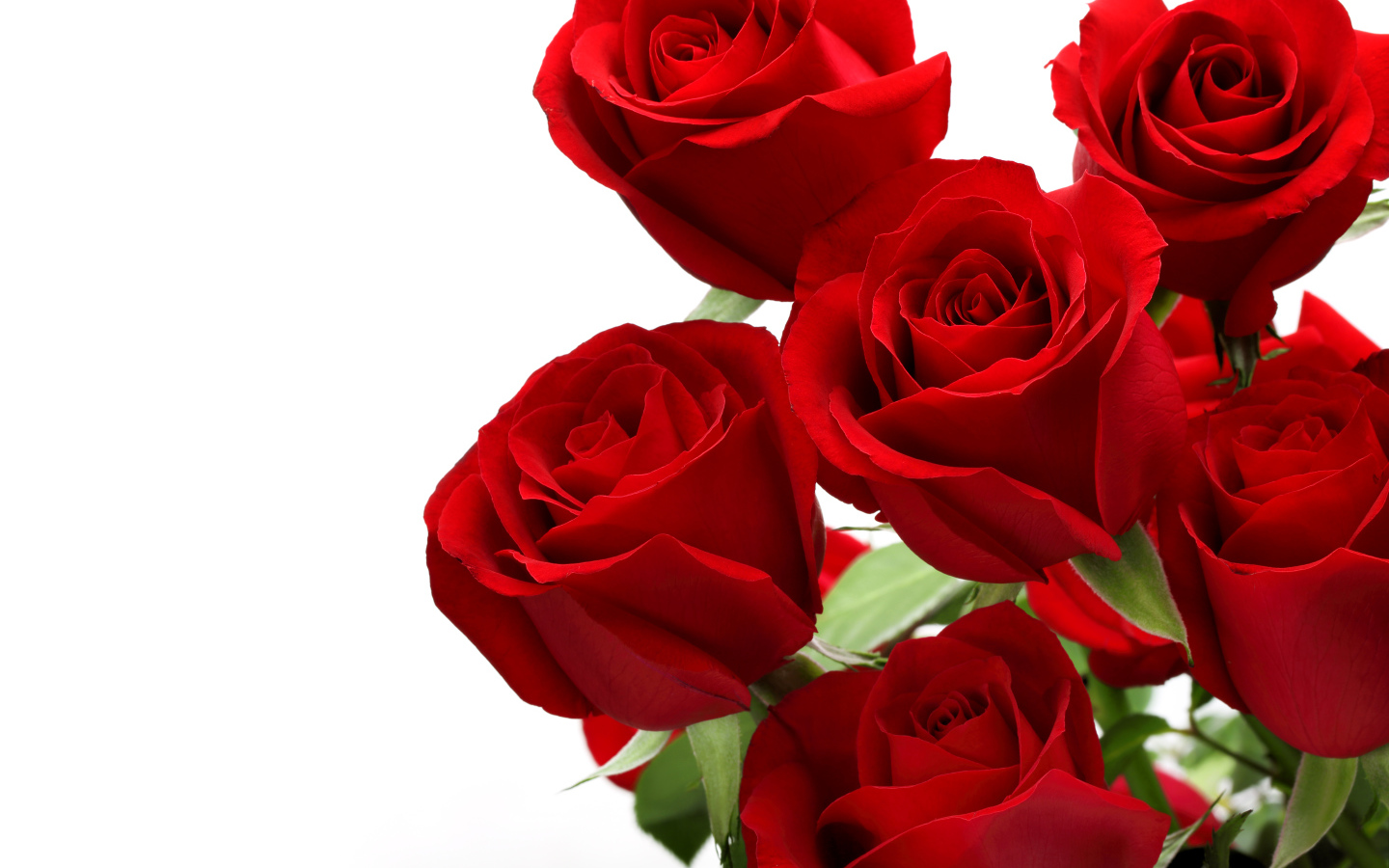 Букет красивых красных роз на белом фоне