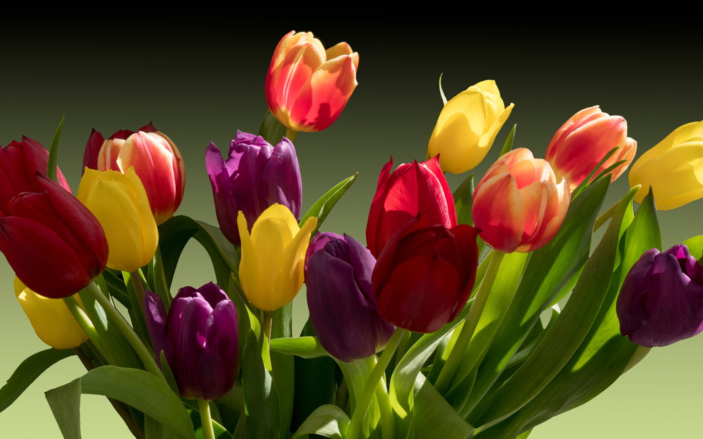 Букет разноцветных тюльпанов крупным планом