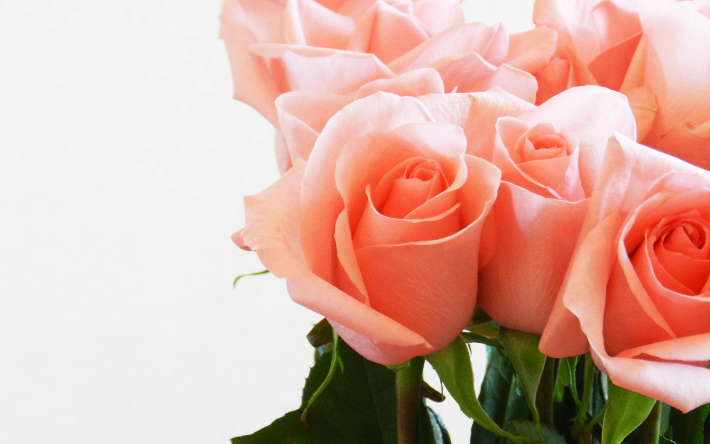 Букет нежных розовых роз крупным планом на белом фоне