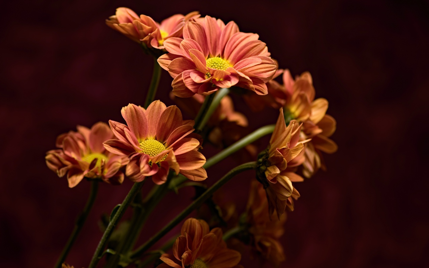 Букет оранжевых хризантем крупным планом