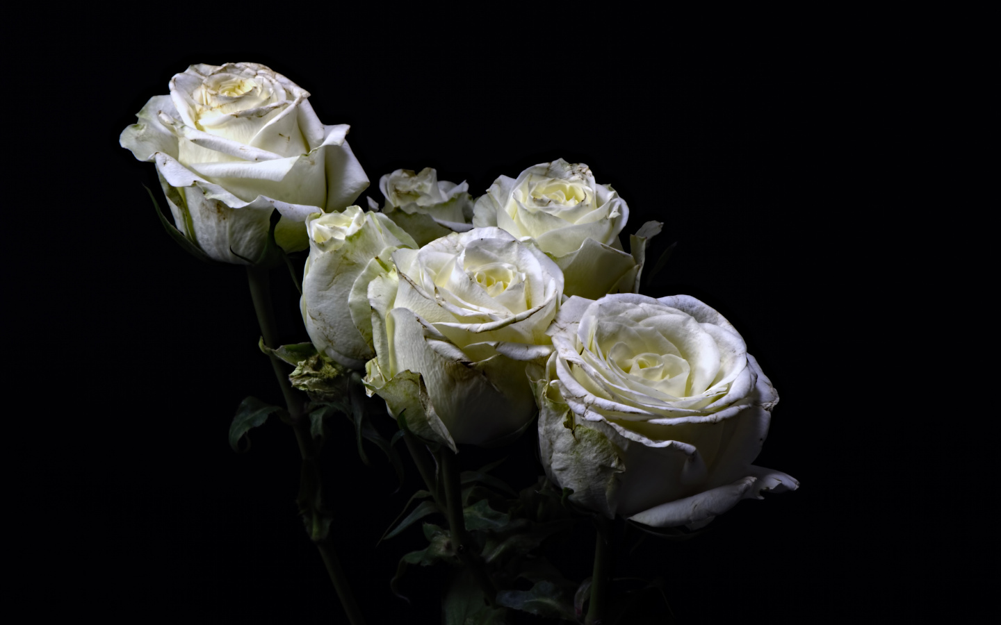 Букет белых роз на черном фоне