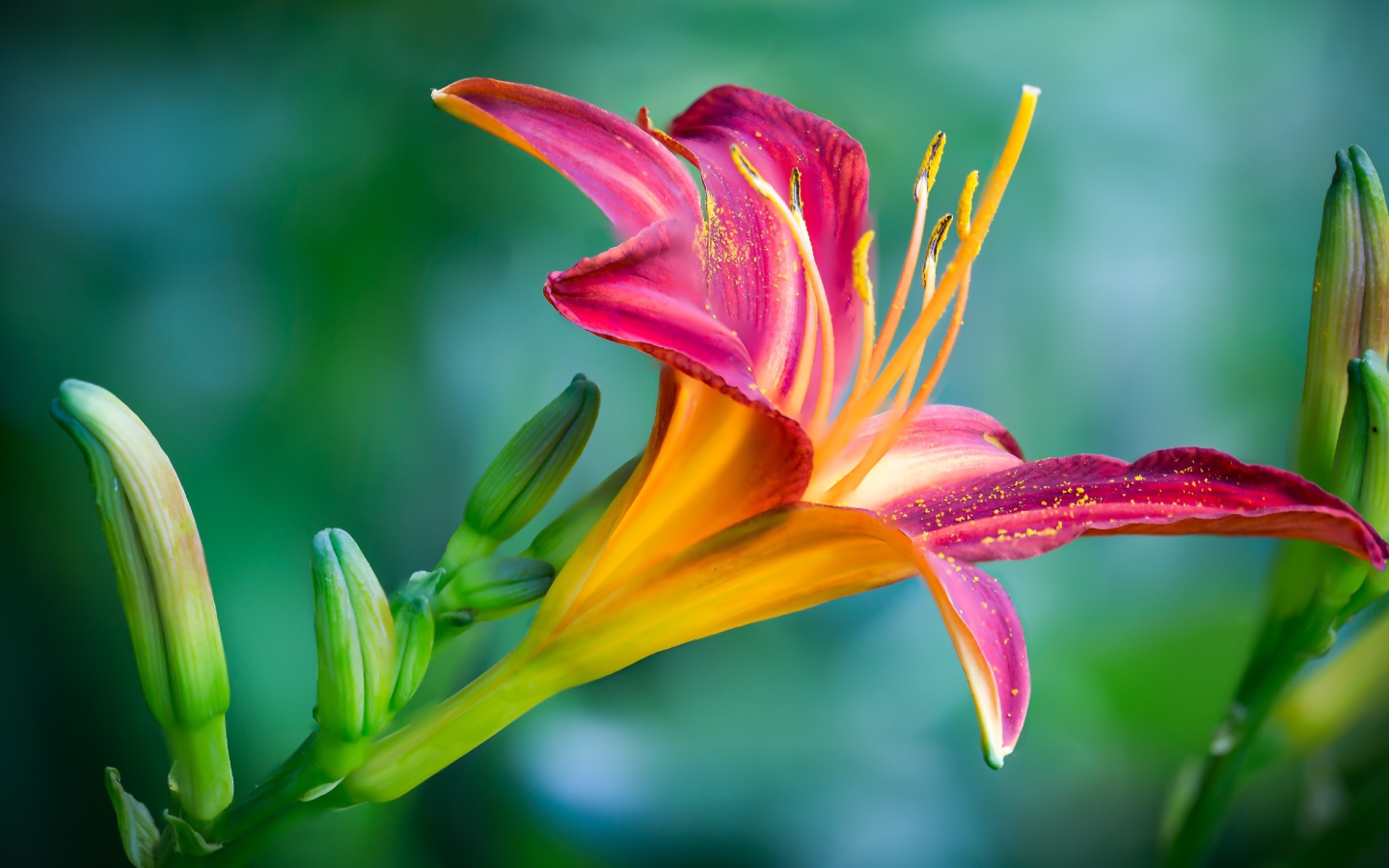 Нежная розовая лилия с бутонами на зеленом фоне крупным планом