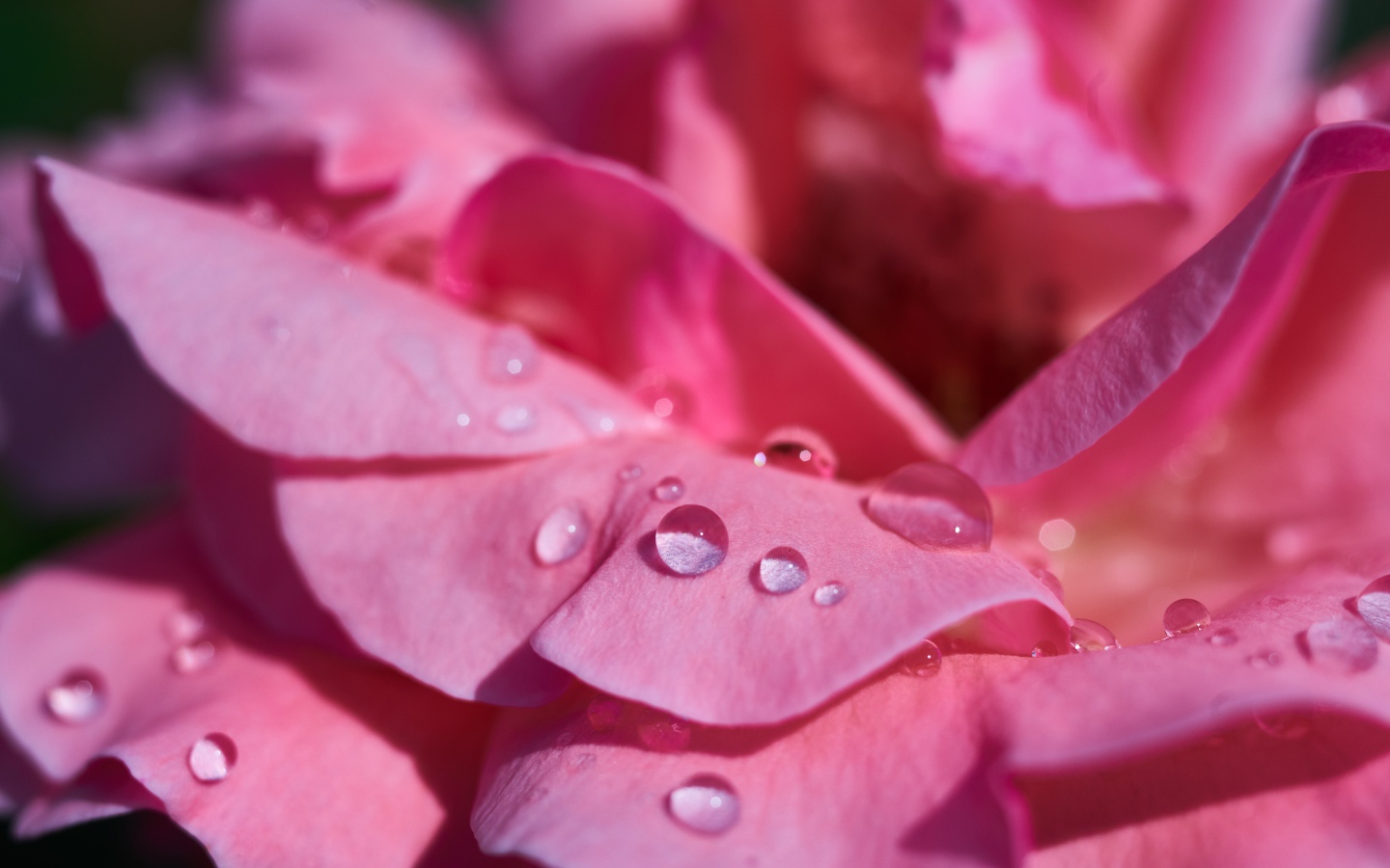 Нежные розовые лепестки розы в каплях росы