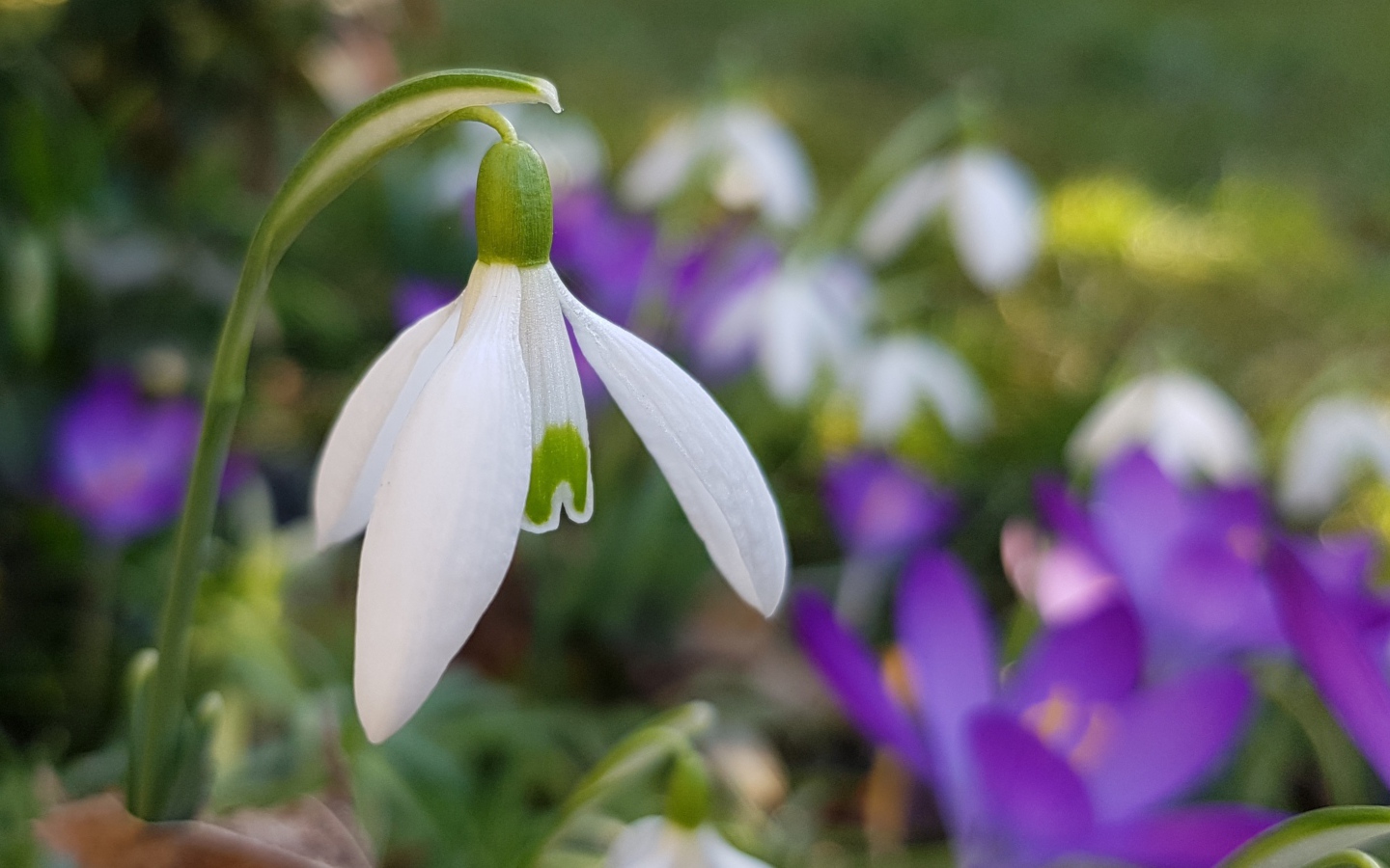 Нежный белый подснежник крупным планом 