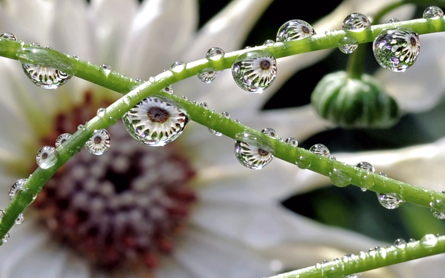 Капли на зеленых стеблях цветка
