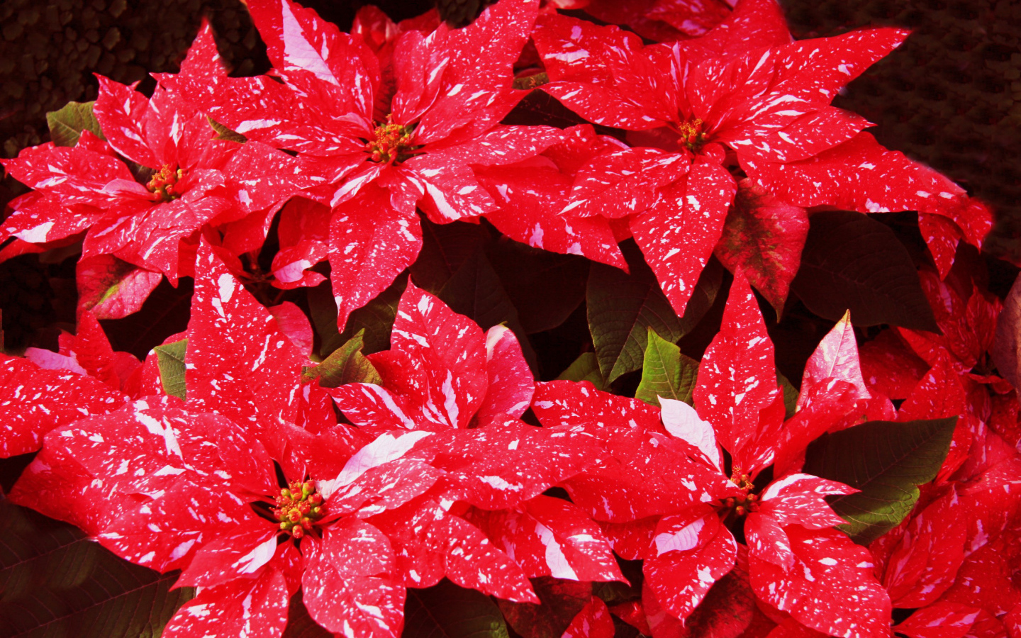 Комнатное растение молочай с красными листьями