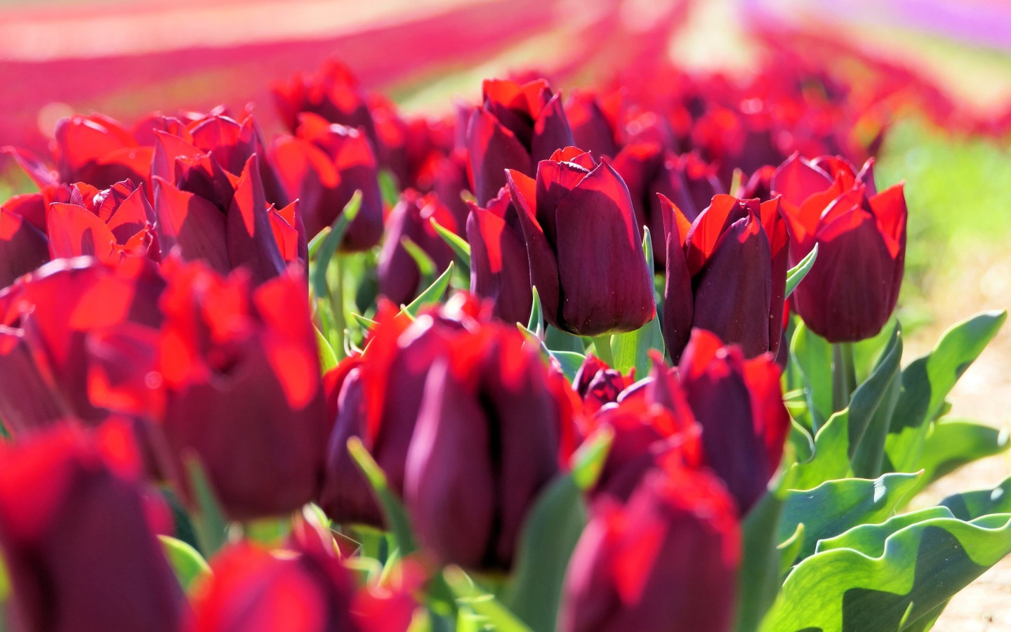 Много тюльпанов бордового цвета в лучах солнца