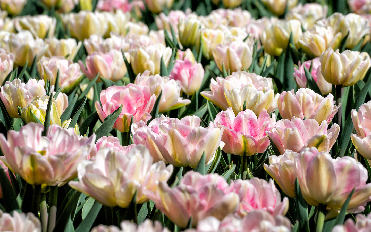 Много нежных розовых тюльпанов на клумбе крупным планом