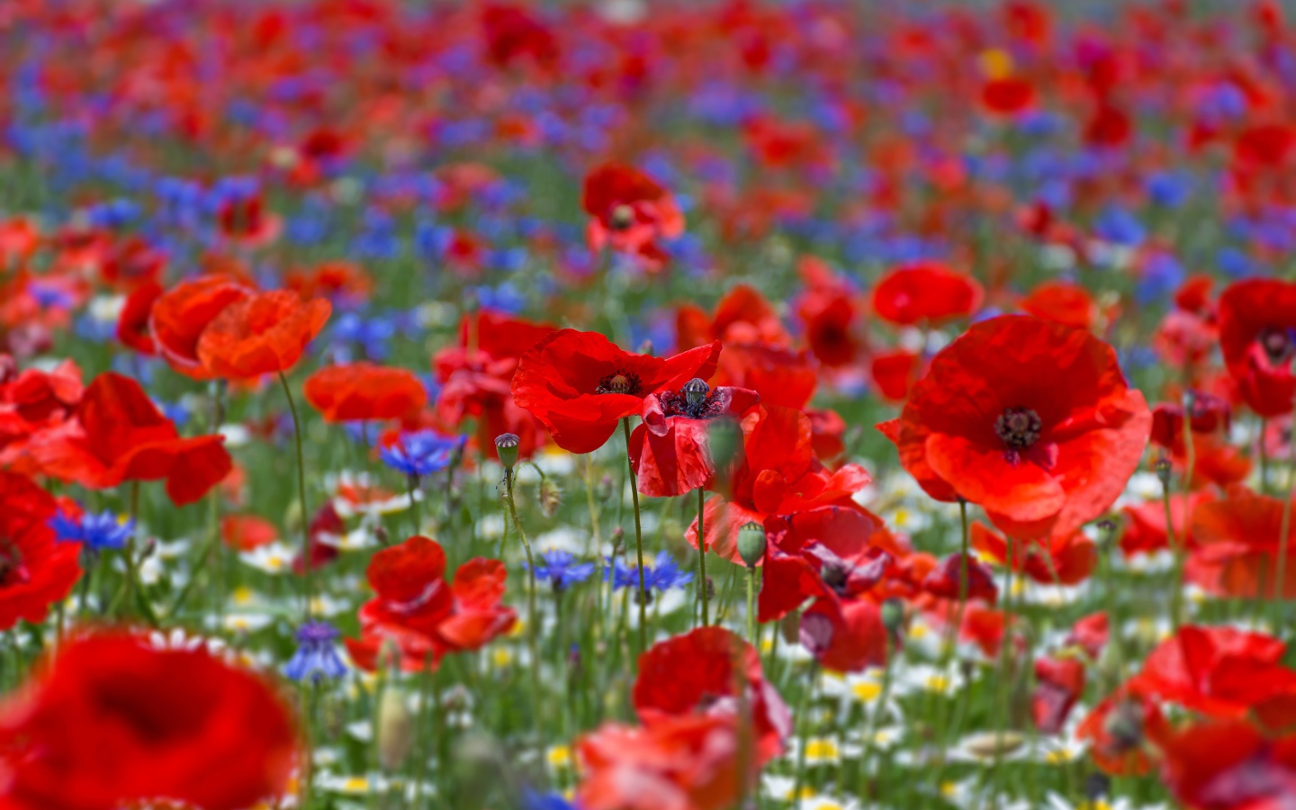 Много красных маков на поле летом