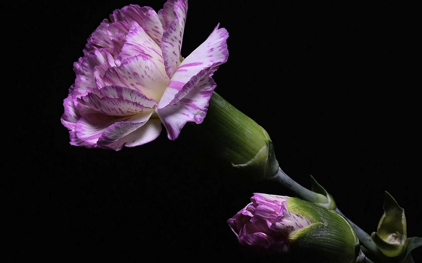 Розовая гвоздика с бутоном на черном фоне