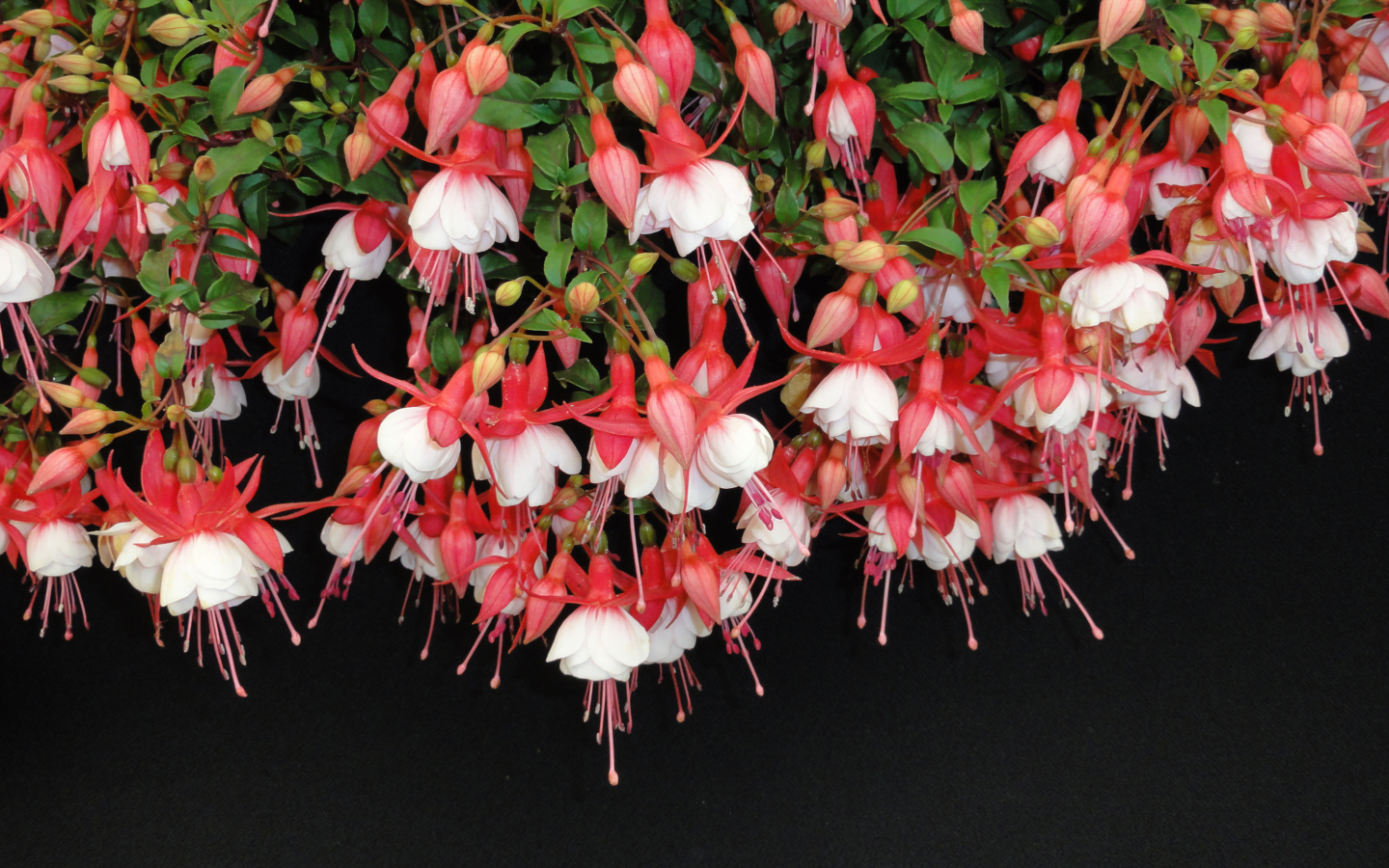 Розовые цветы фуксия на черном фоне