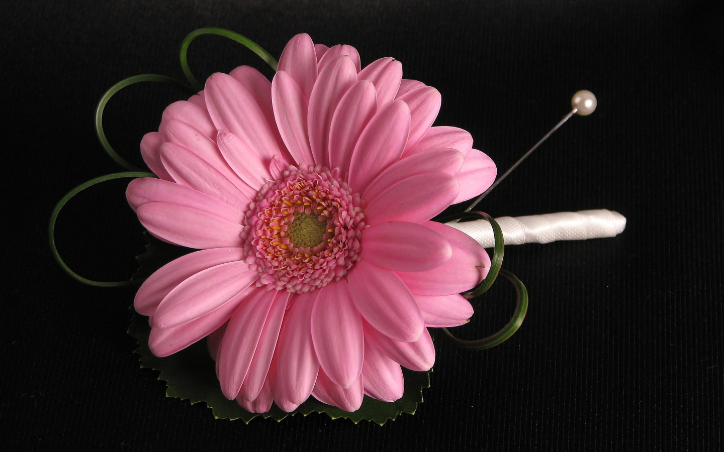 Розовый цветок герберы приколот к черной ткани