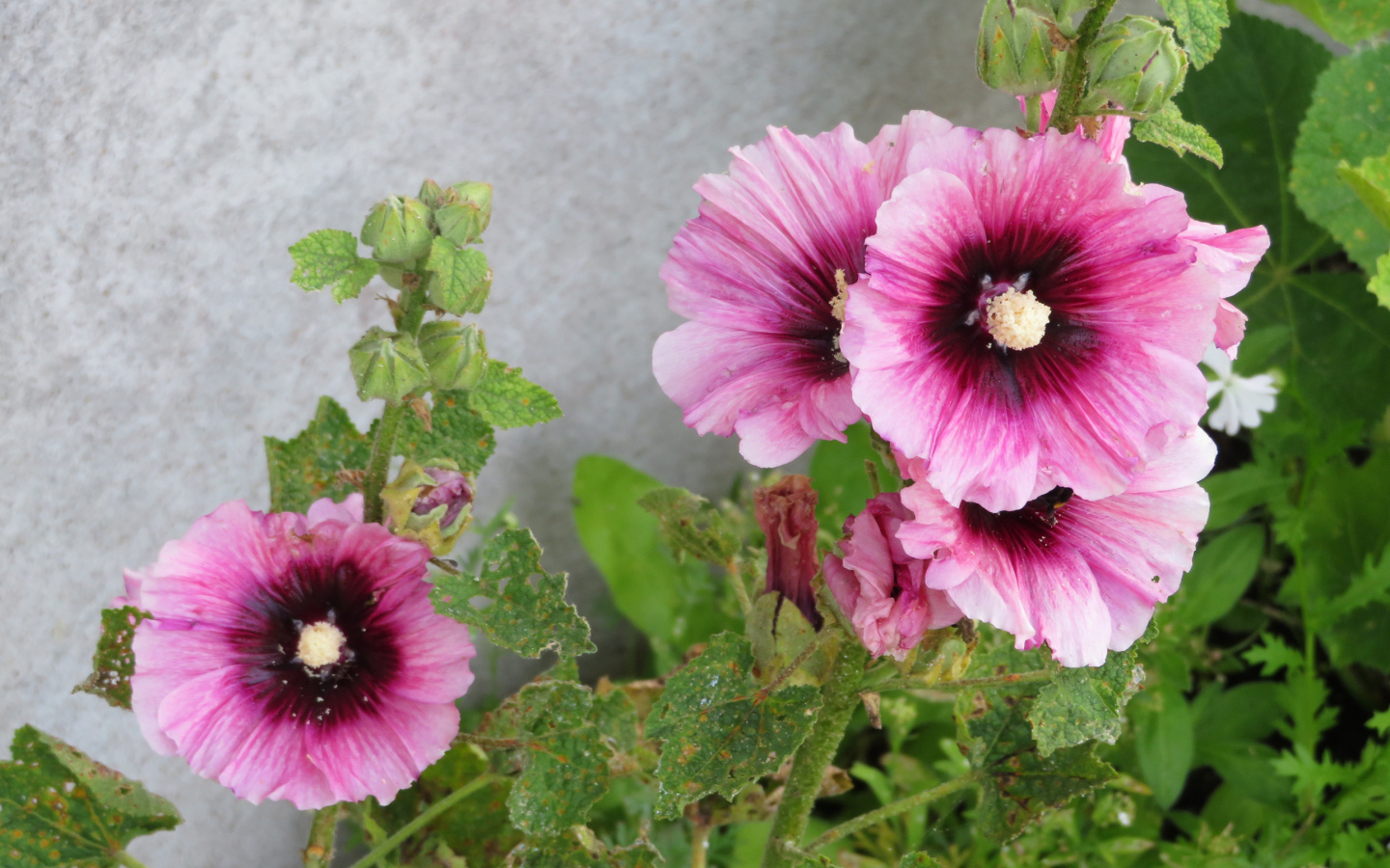 Розовые цветы мальва у стены