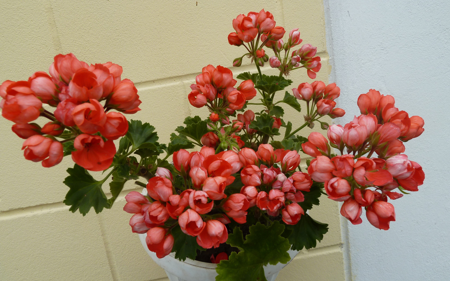 Розовые комнатные цветы герань в горшке