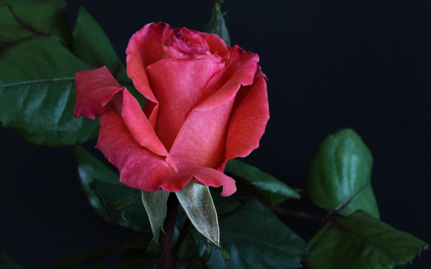 Розовая роза с крупными зелеными листьями на сером фоне