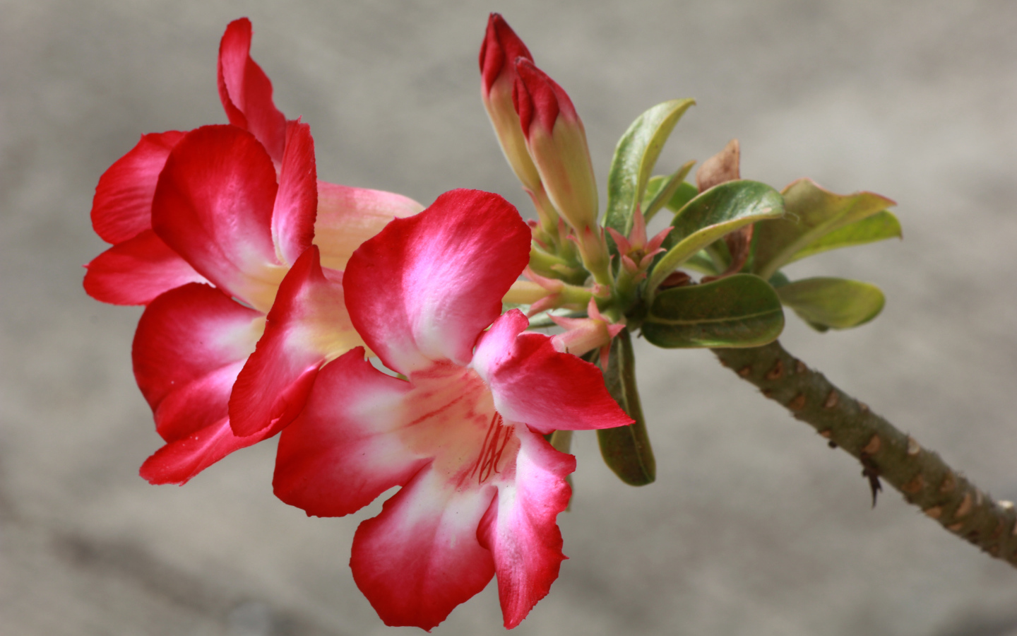 Красные с белым цветы кампсис с бутонами на ветке