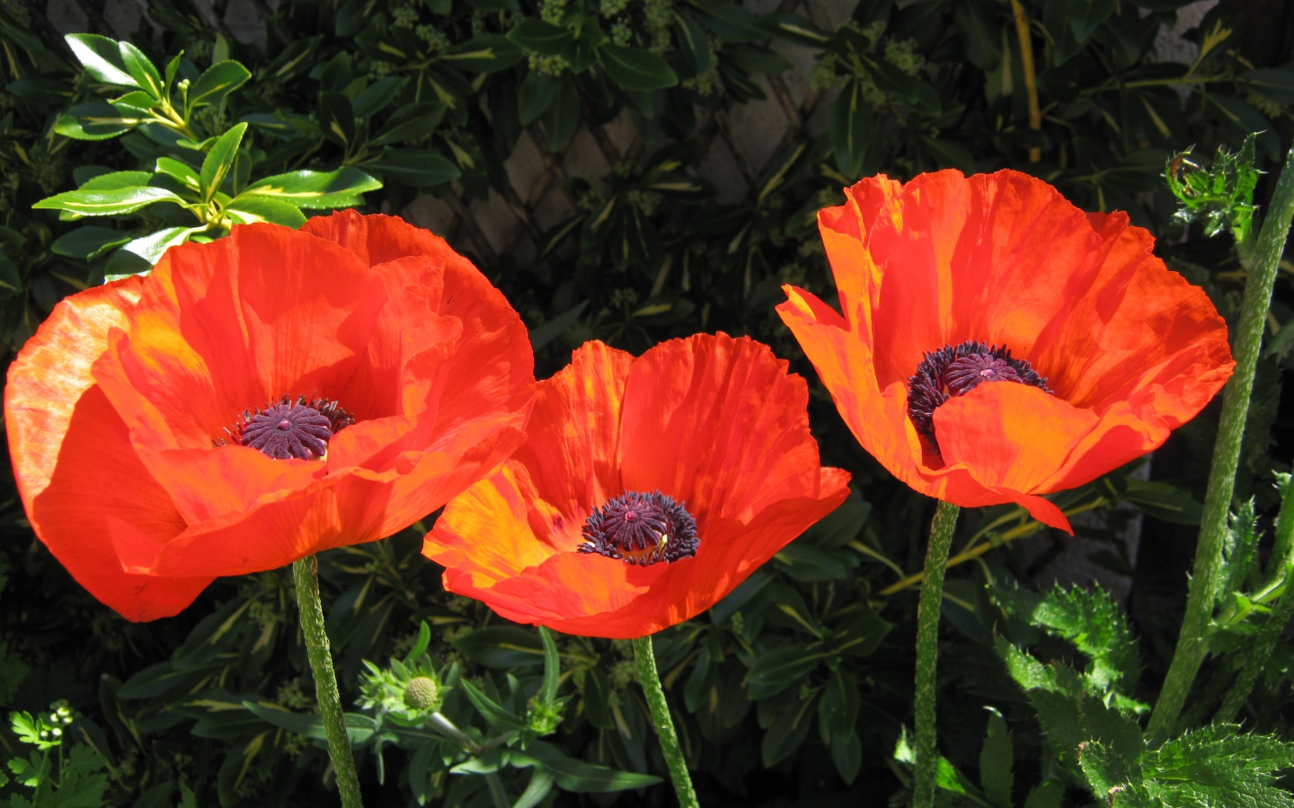 Три красивых красных мака в лучах солнца