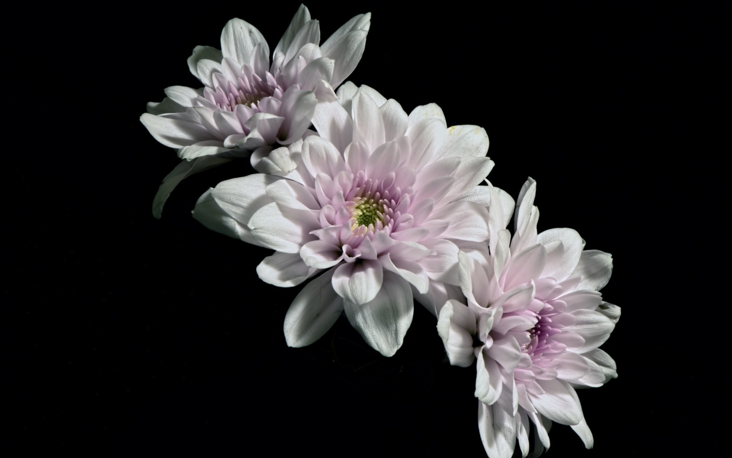 Три розовых цветка хризантемы на черном фоне