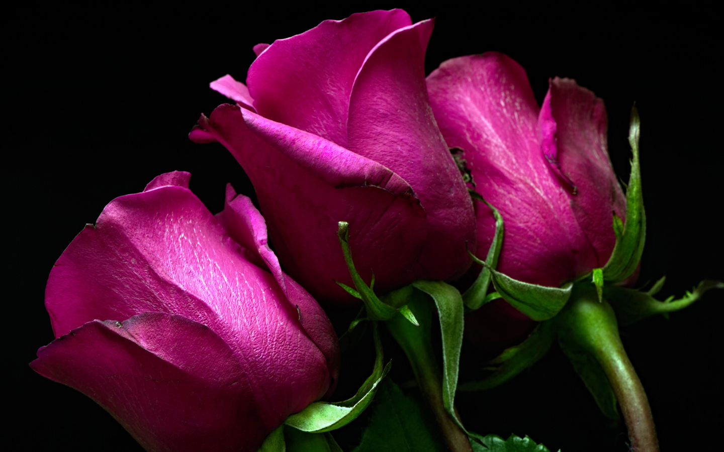 Три розовые розы на черном фоне 