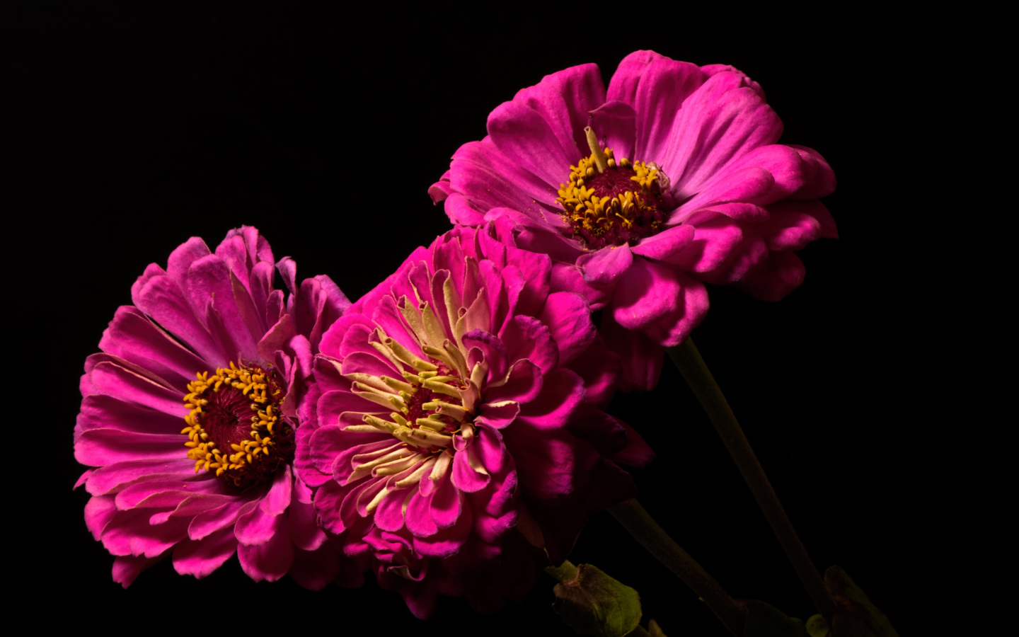 Три розовых цветка циннии на черном фоне