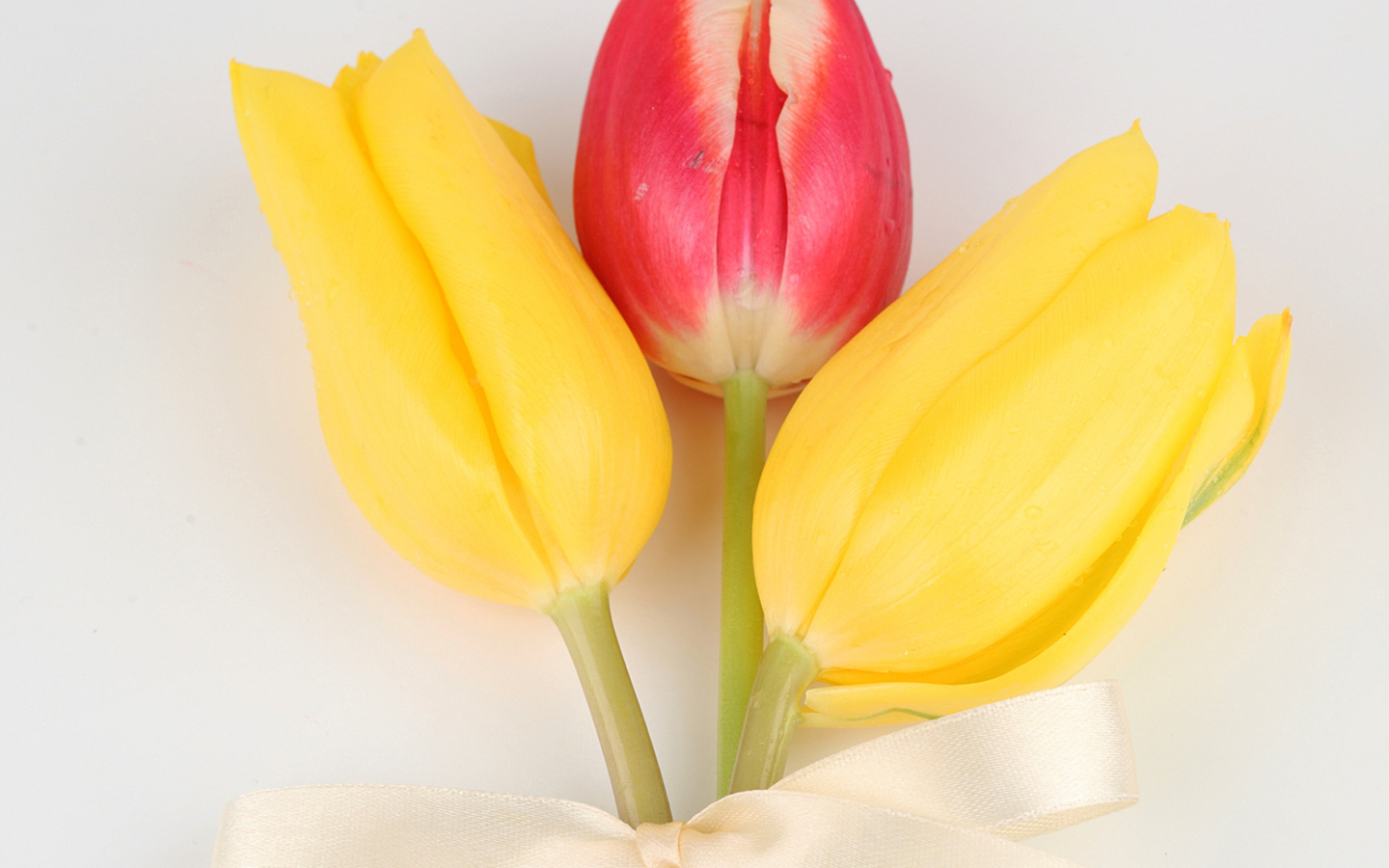 Три тюльпана с бантом на сером фоне