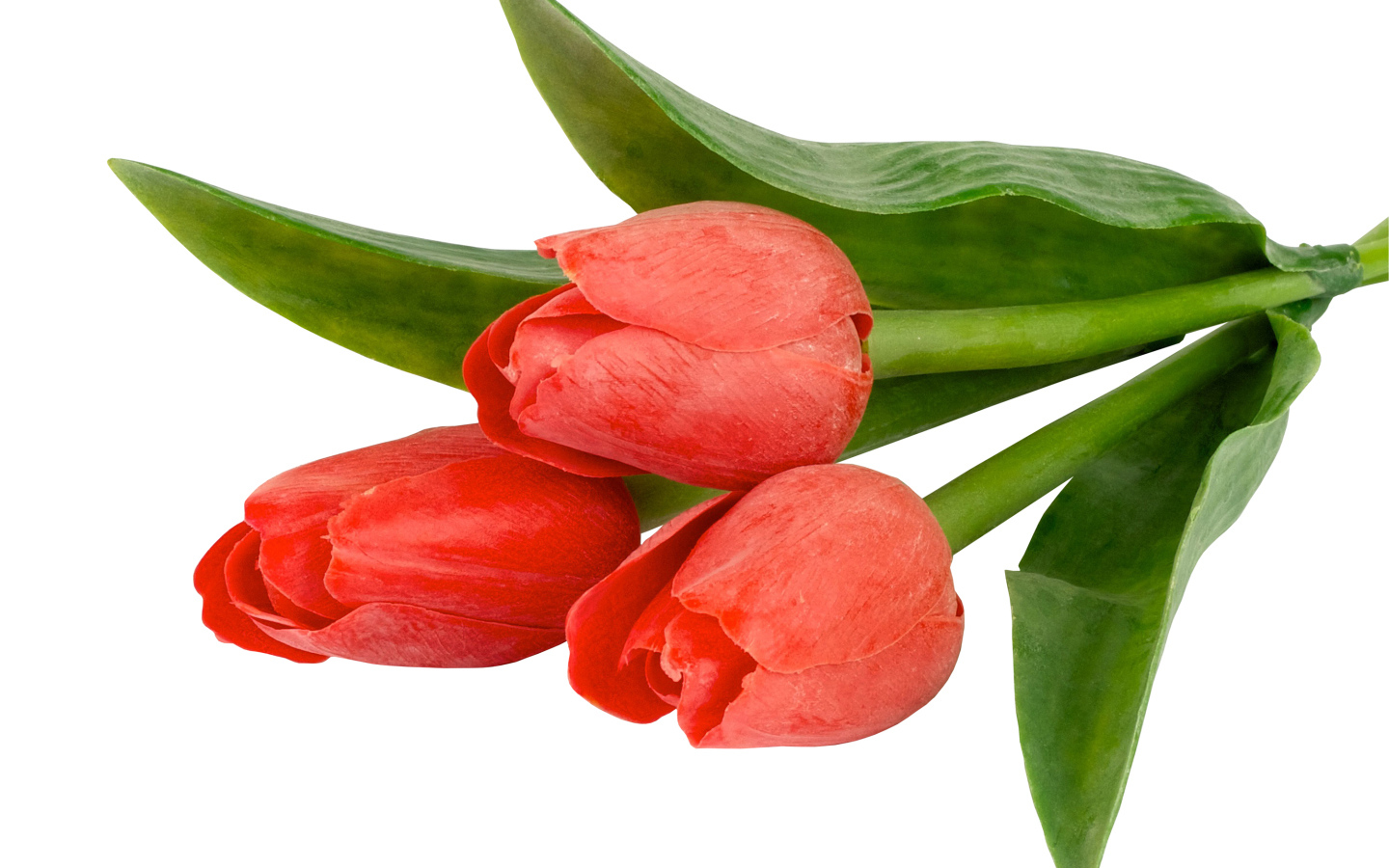 Три тюльпана с зелеными листьями на белом фоне