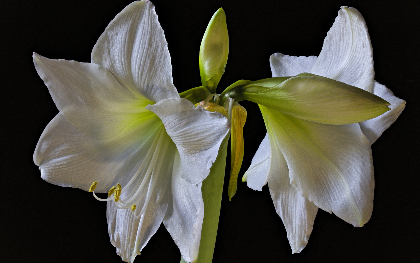 Два белых цветка амариллиса на черном фоне 