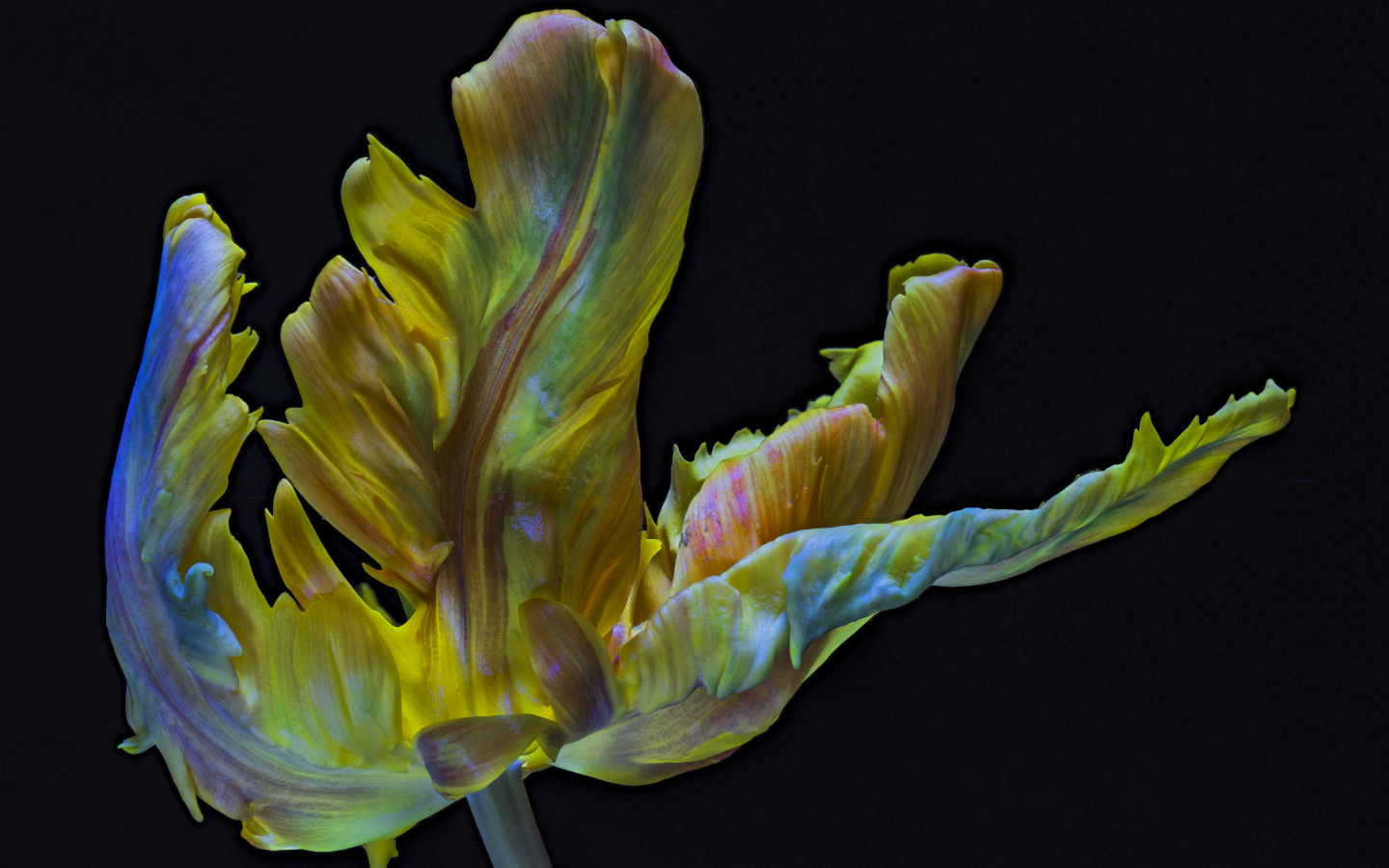 Необычный тюльпан на черном фоне крупным планом