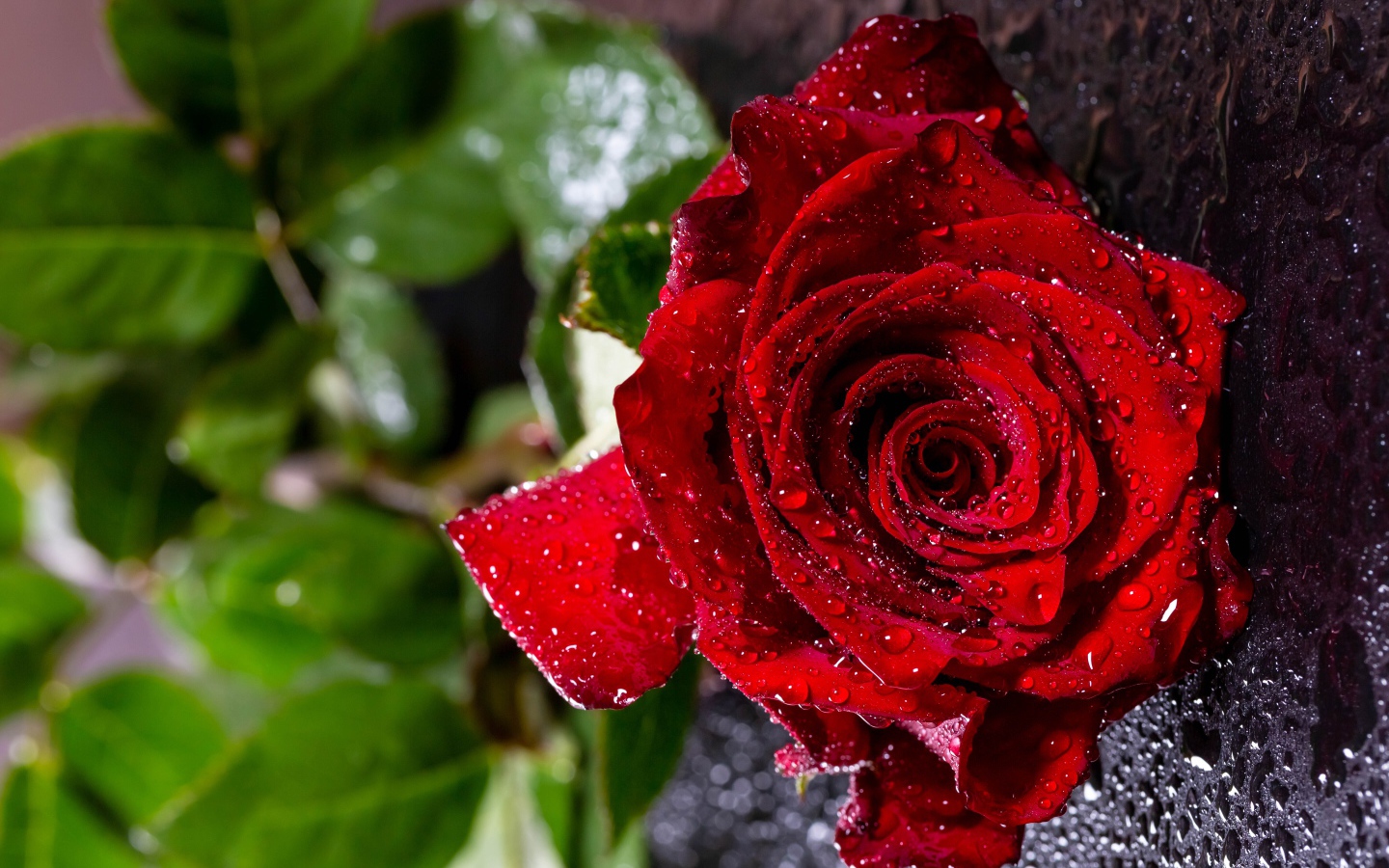 Мокрая красная роза на черной поверхности 